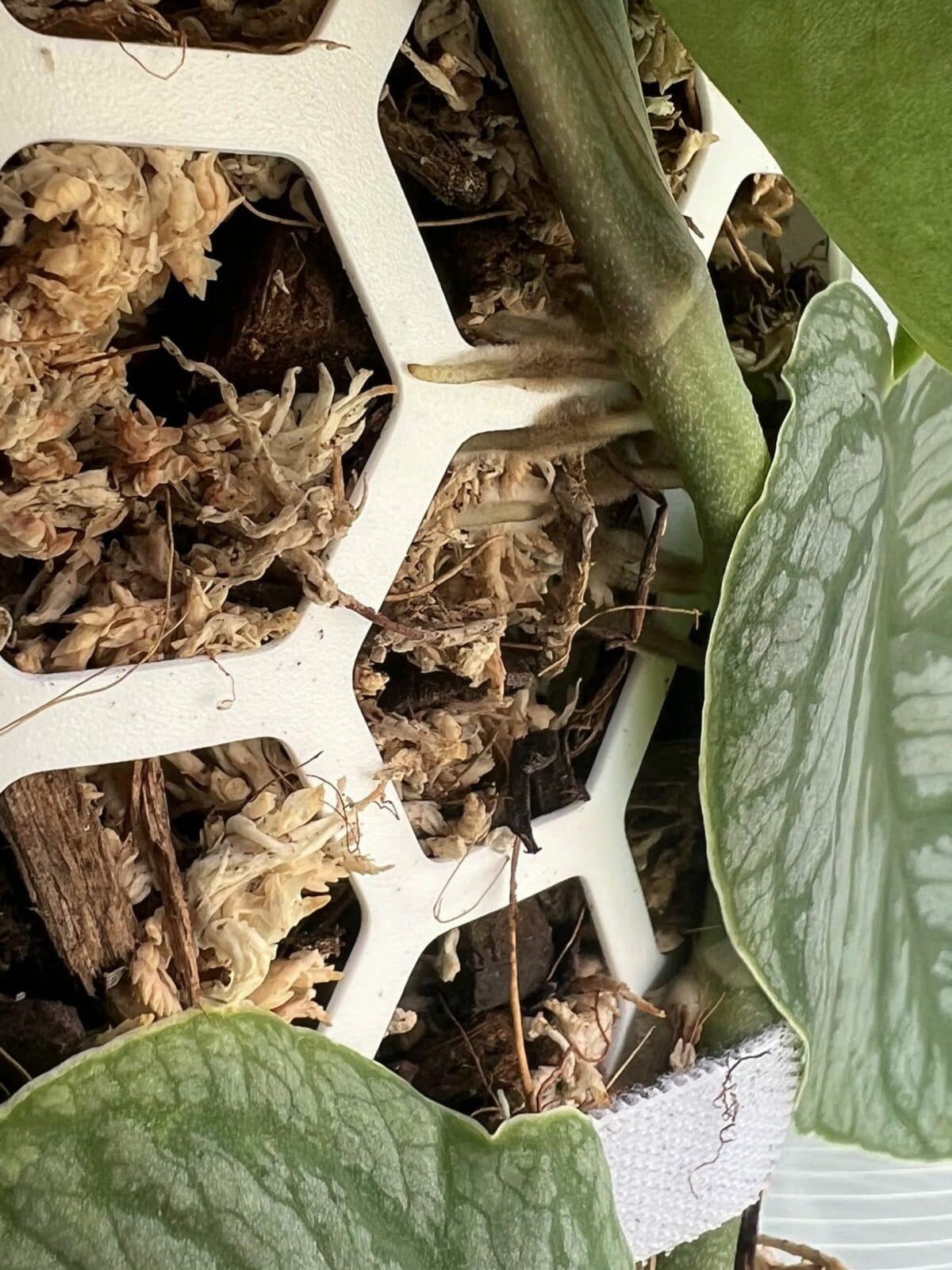 Einwachsen der Pflanzenwurzeln in die Sphagnum-Stütze 7 Tage nach dem Einpflanzen