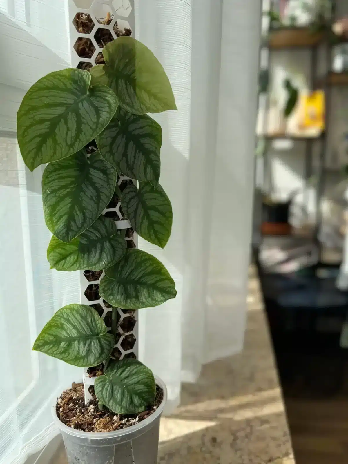 Monstera dubia und Sphagnum-Moosstab
