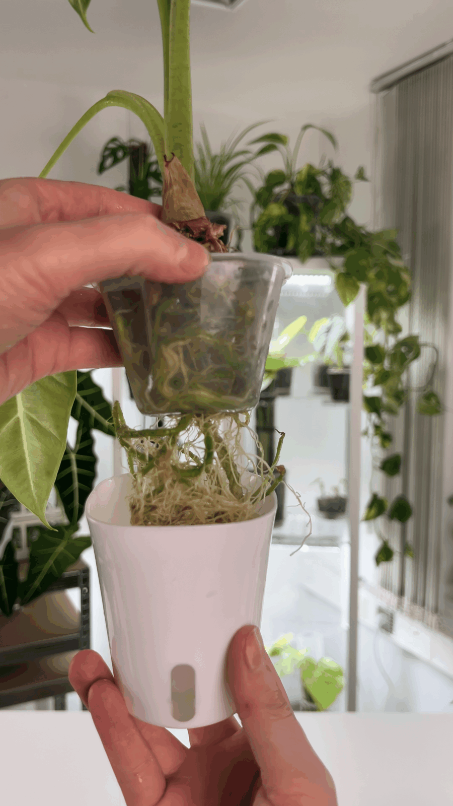Wenn die Wurzeln in den Wasserspeicher hineinreichen, muss die Pflanze in einen größeren Pflanztopf umgetopft werden.