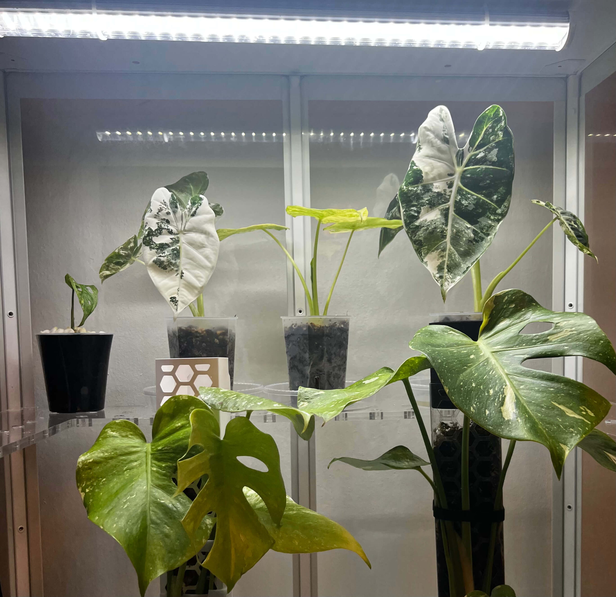 LED-Pflanzenlampe für das Pflanzenwachstum 2