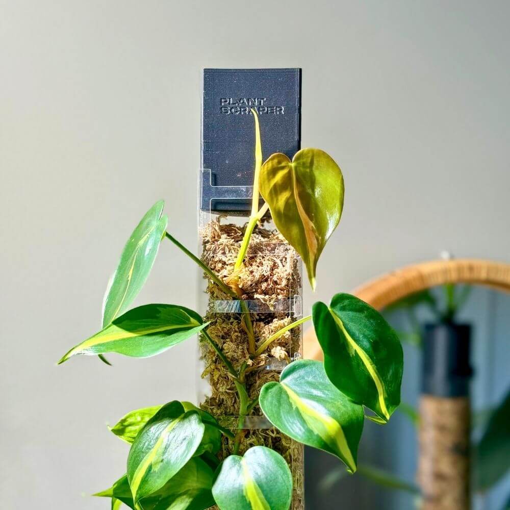 Abtropfschale für Sphagnum-Moosstäbe mit Frontöffnung 5