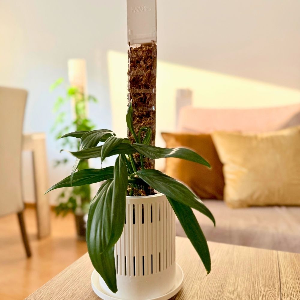 Abtropfschale für Sphagnum-Moosstäbe mit Frontöffnung 7