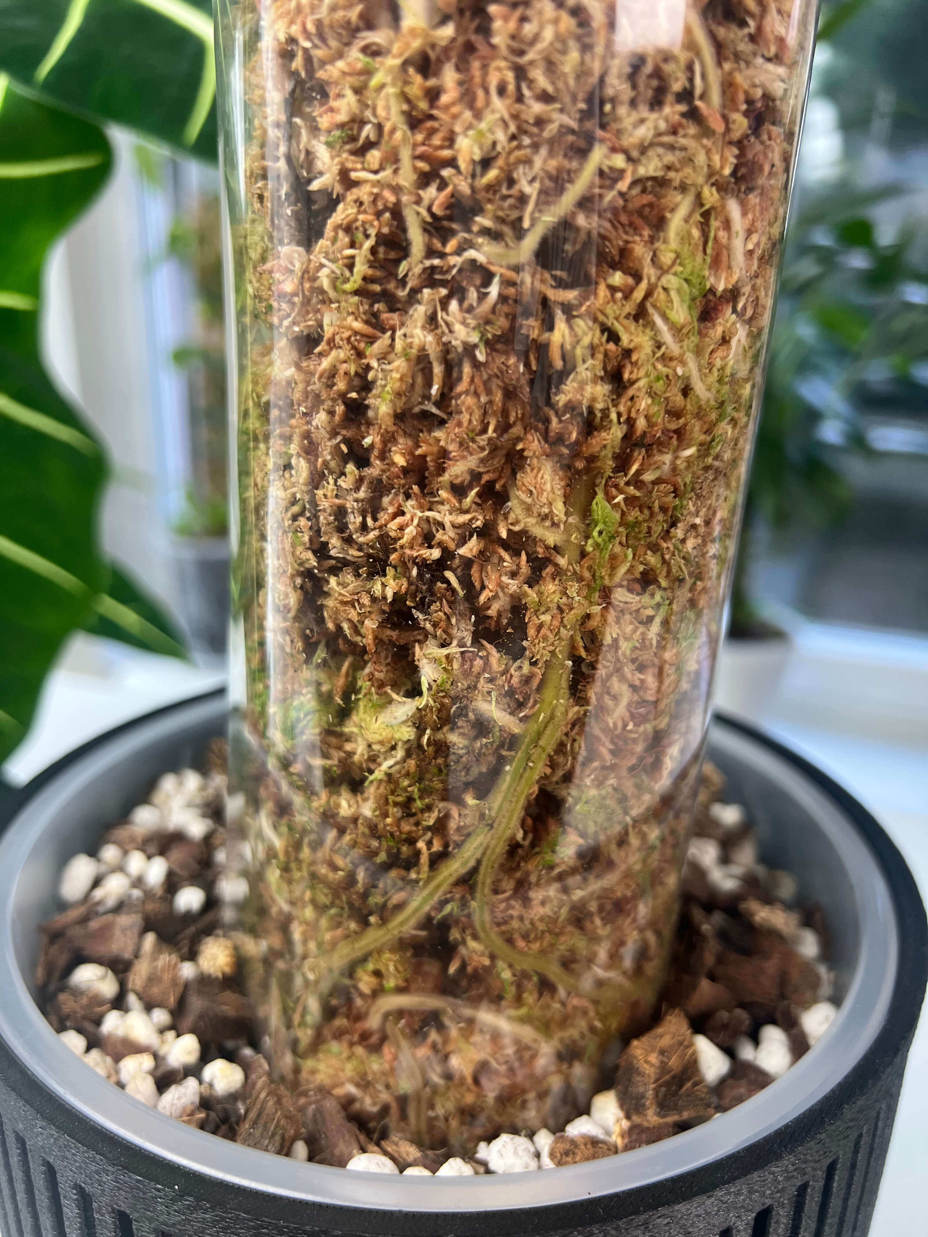 Sphagnum-Moosstab mit Frontöffnung 9