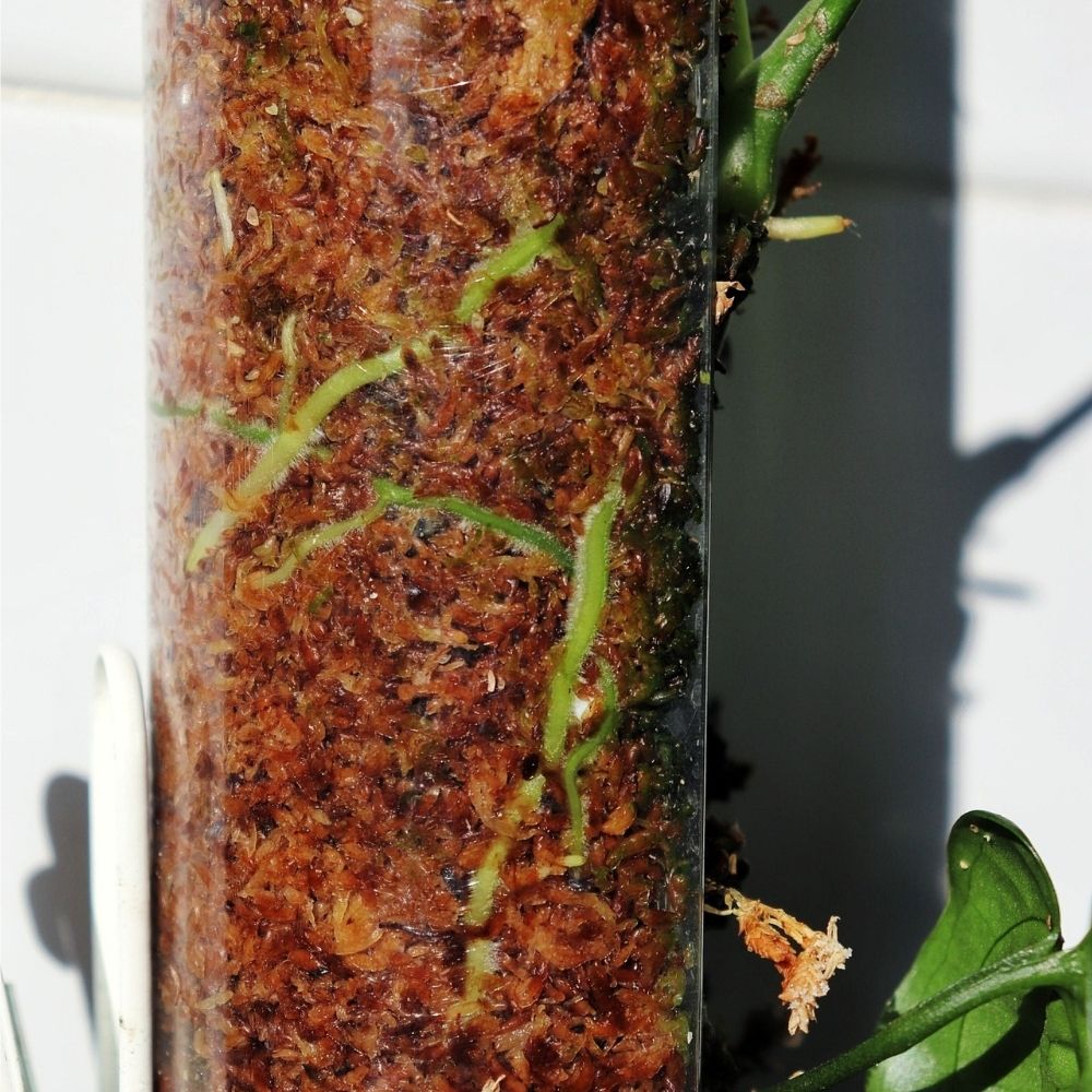 Sphagnum-Moosstab mit Frontöffnung 5
