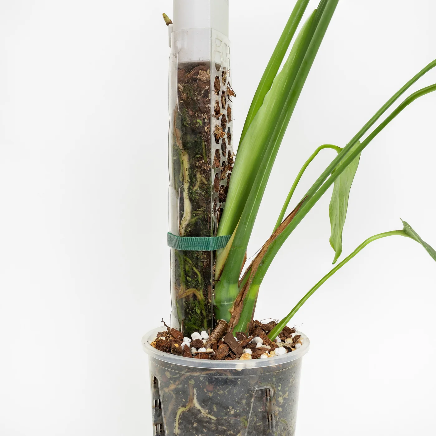 Substrat für Sphagnum-Moosstäbe 3