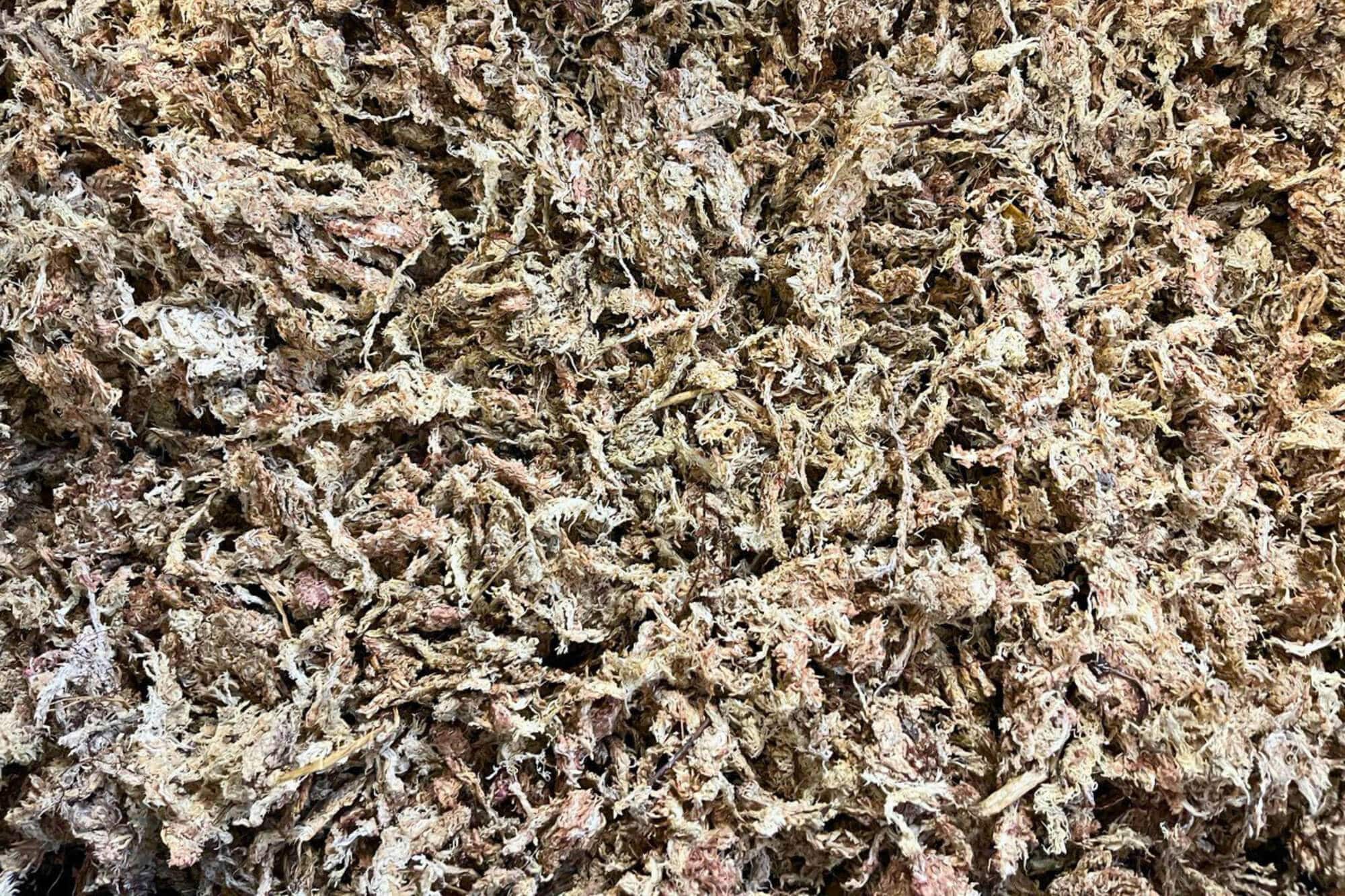 Torfmoos (Sphagnum-Moos) 1