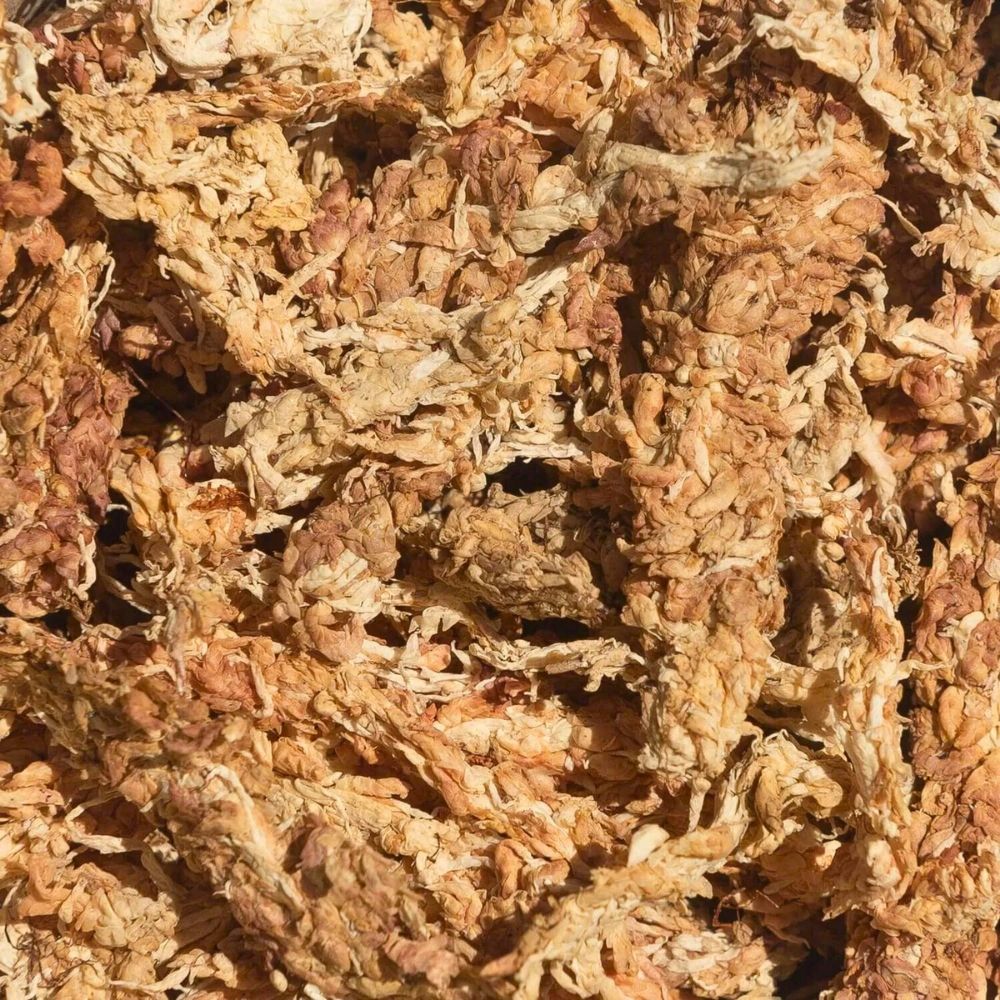 Torfmoos (Sphagnum-Moos) 2