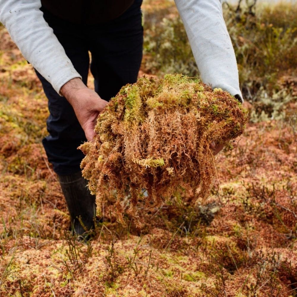 Torfmoos (Sphagnum-Moos) 3