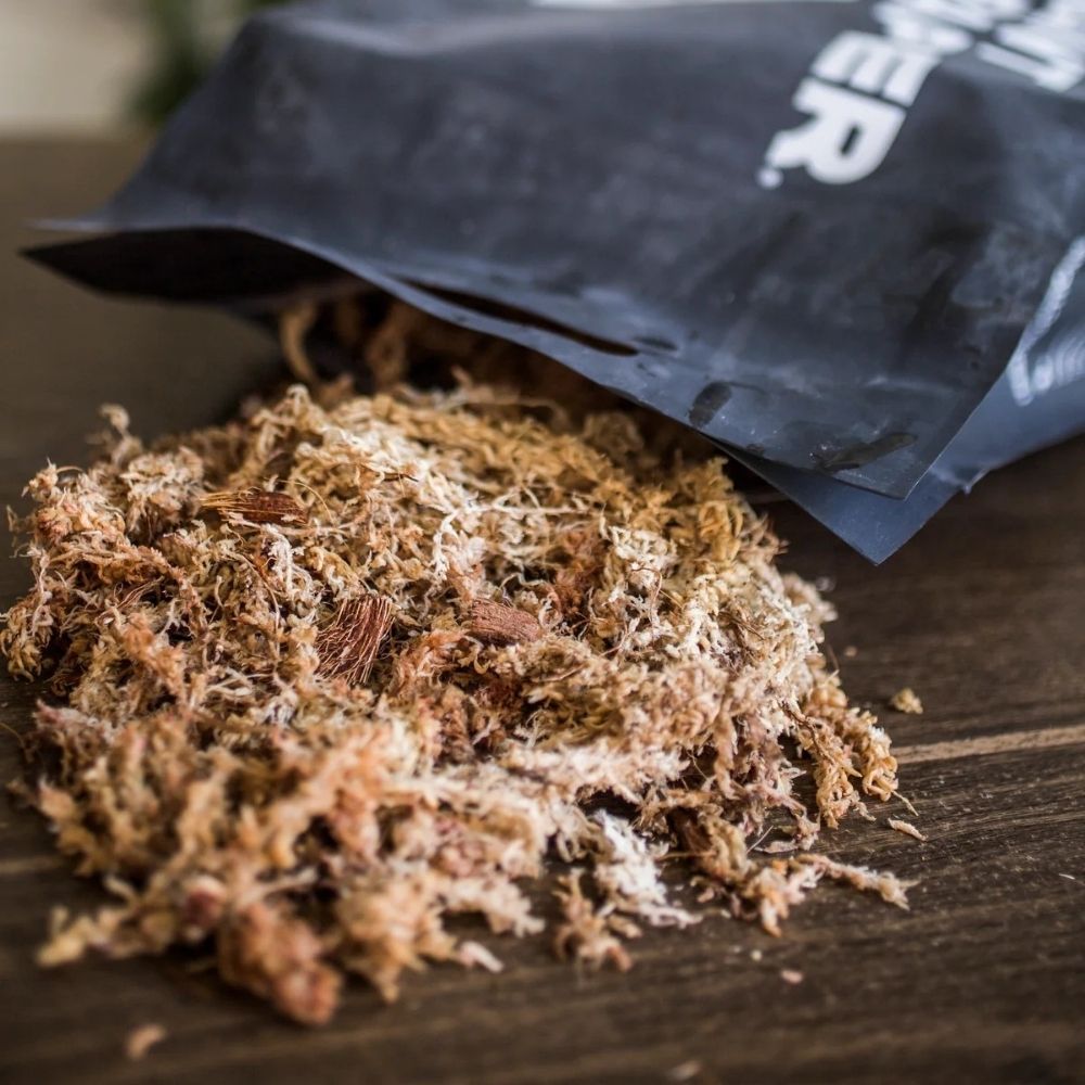 Torfmoos (Sphagnum-Moos) 4