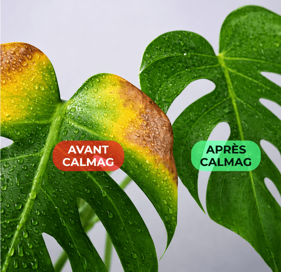 CalMag Alga 1 kg – mineralische Pflanzennahrung mit Calcium und Magnesium 2