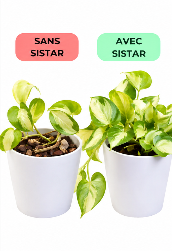 Si Star 500 g – mineralischer Zusatz mit Silizium 2